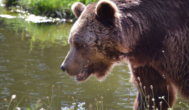 Mecklenburg: Wo der Bär wieder Bär sein darf