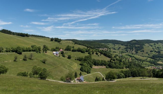 Bergweiden haben im Biosphärengebiet Schwarzwald Zukunft
