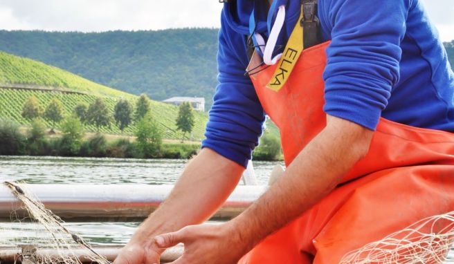 Um sieben Uhr früh fährt Thomas Weber mit seinem kleinen Motorboot raus auf die Mosel, um seine Netze zu stellen.