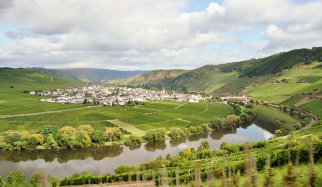 Die malerische Mosel: Blick über den Fluss auf Trittenheim.