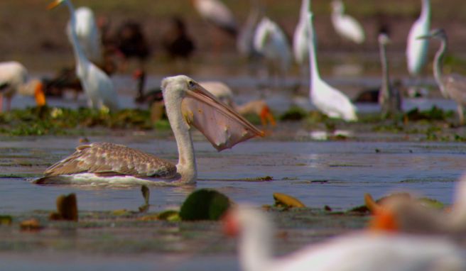 Im Nationalpark sind auch viele Vögel heimisch.