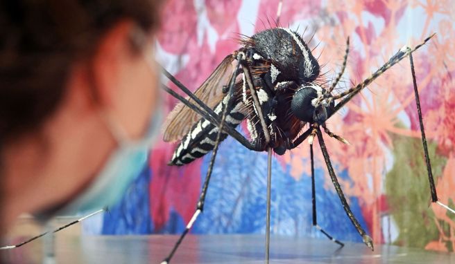 Zika-Virus breitet sich weiter in den Tropen aus
