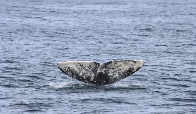 Vermutlich das Highlight vieler Urlauber: Wale. In Kalifornien schwimmen so ziemlich alle Arten von großen Walen von Norden nach Süden - und wieder zurück.