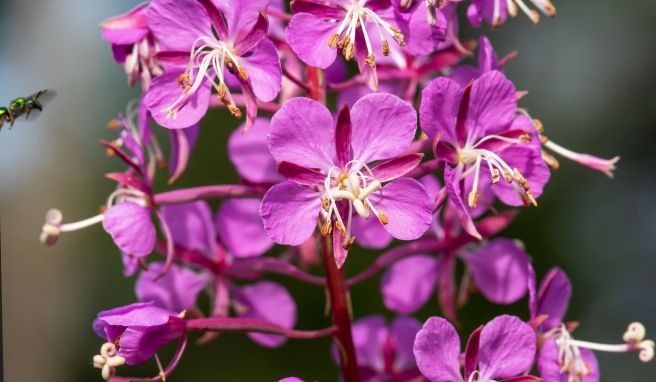Einst wurde hier Holz geschlagen, heute verzückt Besucher im Haliburton Forest zur Saison unter anderem die Blüte der Flora - hier ein  Weidenröschen.