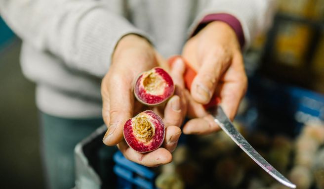 Frisch aufgeschnittener Weinbergpfirsich: In der Mosel-Region wird das leckere Steinobst zu Marmelade oder Likör verarbeitet.