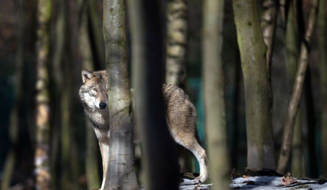 Wolf und Co auf der Spur: Vorsicht bei der Tierbeobachtung