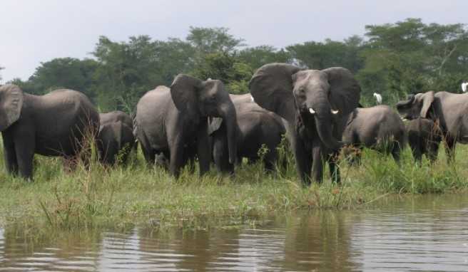 Elefantenherde am Ufer des Shire Rivers im Liwonde Nationalpark.##Foto: Torsten L. Elefantenherde am Ufer des Shire Rivers im Liwonde Nationalpark.