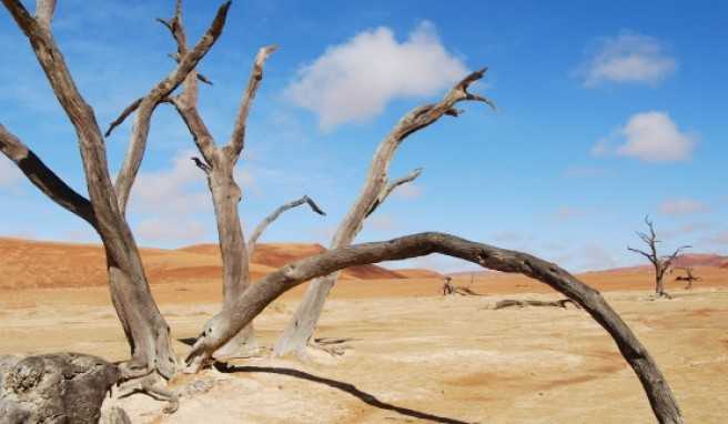 Im Deadvlei sind die Bäume schon seit über 500 Jahren tot.