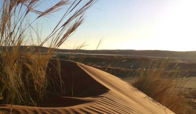 Etwas Leben gibt es doch in der namibianischen Wüste.
