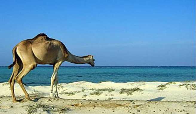 In Süd-Ägypten werden an der Küste des Roten Meers Wüste und Strand eins##Foto: Wikimedia Commons, Klaus Polak In Süd-Ägypten werden an der Küste des Roten Meers Wüste und Strand eins werden.
