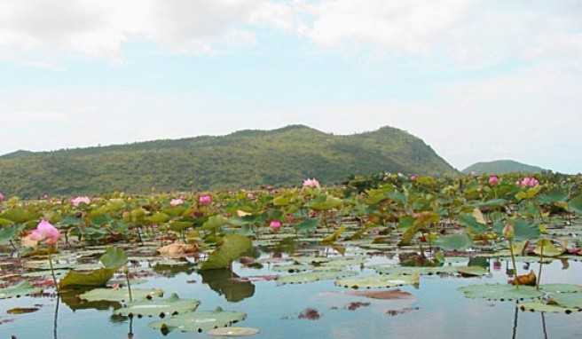 Rundreisen in ursprüngliche Landschaften wie zum Lotussee Kamping Puy bei Battambang, Kambodscha