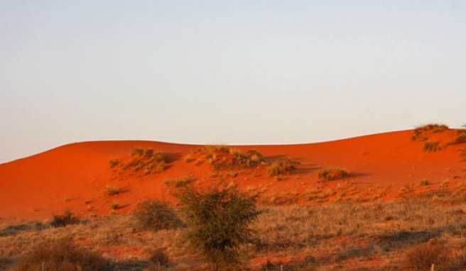 In Südafrika auf Safari gehen in den Roten Dünen des Kgalagadi Nationalparks
