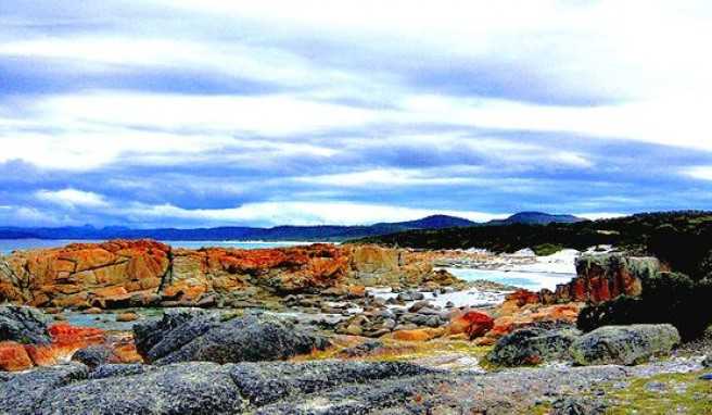 Rote Algen, der typische Bewuchs felsiger Küstenabschnitte von Tasmanien