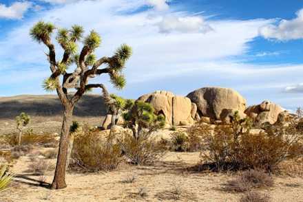 Im »Joshua Tree National Park« findet man immer ein schönes Motiv##Foto: © nightowl, pixabya.com Im »Joshua Tree National Park« findet man immer ein schönes Motiv