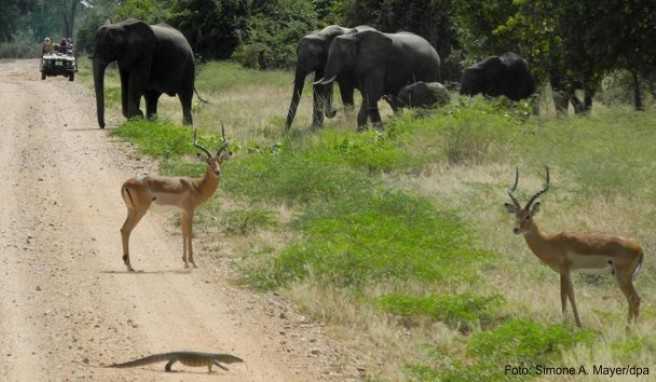 Elefanten, Antilopen und Echsen: Sambia lockt vor allem mit seinen Wildtieren. ##Foto: Simone A. Mayer/dpa Elefanten, Antilopen und Echsen: Sambia lockt vor allem mit seinen Wildtieren