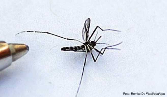 Die Asiatische Tigermücke ist Überträger des Denguefiebers##Foto: Remko De Waal/epa/dpa Die Asiatische Tigermücke ist Überträger des Denguefiebers