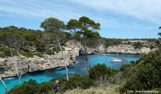 So schön die Pflanzen in der Bucht Calo des Moro auf Mallorca auch sind - es ist nicht erlaubt, Exemplare davon nach Deutschland einzuführen ##Foto: Jens Kalaene/dpa So schön die Pflanzen in der Bucht Calo des Moro auf Mallorca auch sind - es ist nicht erlaubt, Exemplare davon nach Deutschland einzuführen.