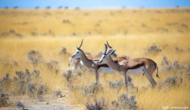 Im Isimangaliso Wetland Park sind heute Elefanten, Büffel, Zebras, Wasserböcke und Kudu-Antilopen heimisch.##(Foto: South African Tourism/dpa/tmn) Im Isimangaliso Wetland Park sind heute Elefanten, Büffel, Zebras, Wasserböcke und Kudu-Antilopen heimisch.