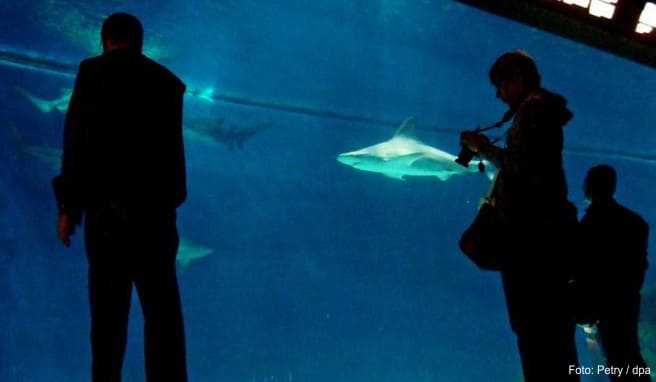 Schaurige Attraktion: Im größten Becken des Aquariums in Genua ziehen diverse Arten von Haien ihre Kreise##Foto: Petry/dpa/tmn Schaurige Attraktion: Im größten Becken des Aquariums in Genua ziehen diverse Arten von Haien ihre Kreise