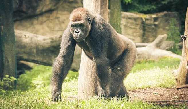 Ein Silberrücken auf Pirsch