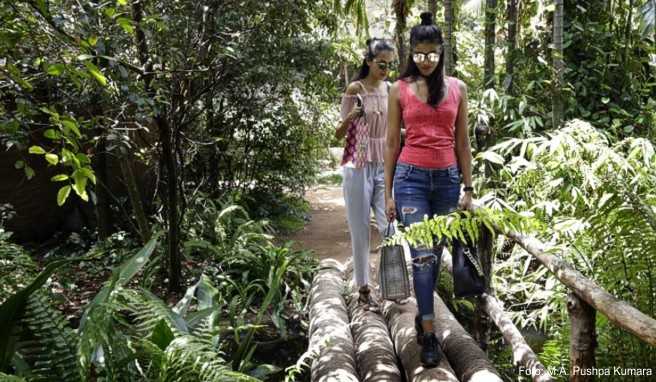 Wer derzeit auf Sri Lanka unterwegs ist, sollte ein Mückenschutzmittel mit dem Wirkstoff DEET dabei haben. Die Insekten übertragen oft das Dengue-Fieber