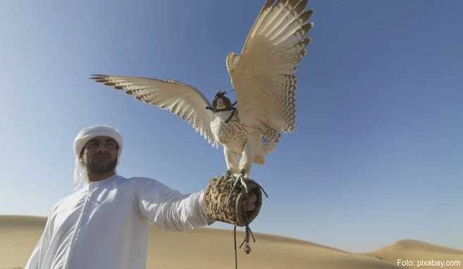 Der Falke Kelly soll gleich zum Flugtraining Der Falke Kelly soll gleich zum Flugtraining