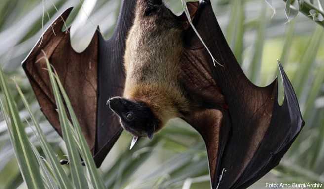Flughunde sind laut Weltgesundheitsorganisation (WHO) die natürlichen Wirte des Nipah-Virus, an dem Menschen und Tiere schwer erkranken können