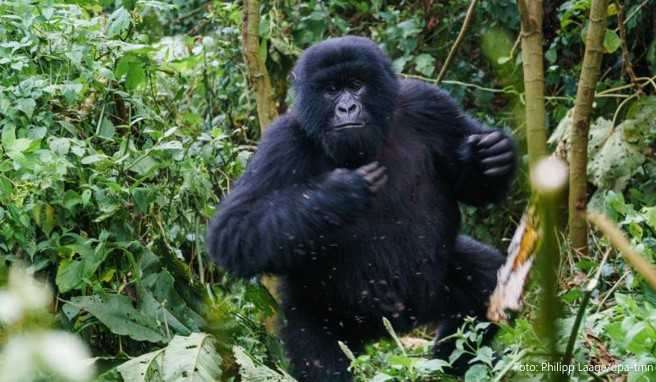 Keine Panik, wenn ein Gorilla mal lauter wird oder schnelle Bewegungen macht - die Ranger kennen die Tiere gut und wissen, wie man sich wann verhalten muss Keine Panik, wenn ein Gorilla mal lauter wird oder schnelle Bewegungen macht - die Ranger kennen die Tiere gut und wissen, wie man sich wann verhalten muss