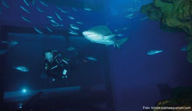 Palma Aquarium Palma Aquarium