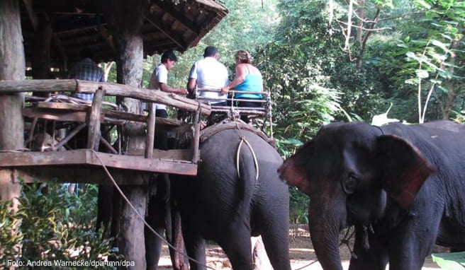 Tierschutz: Thailand zwischen Elefanten-Shows und Elefanten-Schutz